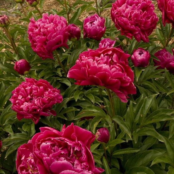 Peony 'Red Charm'