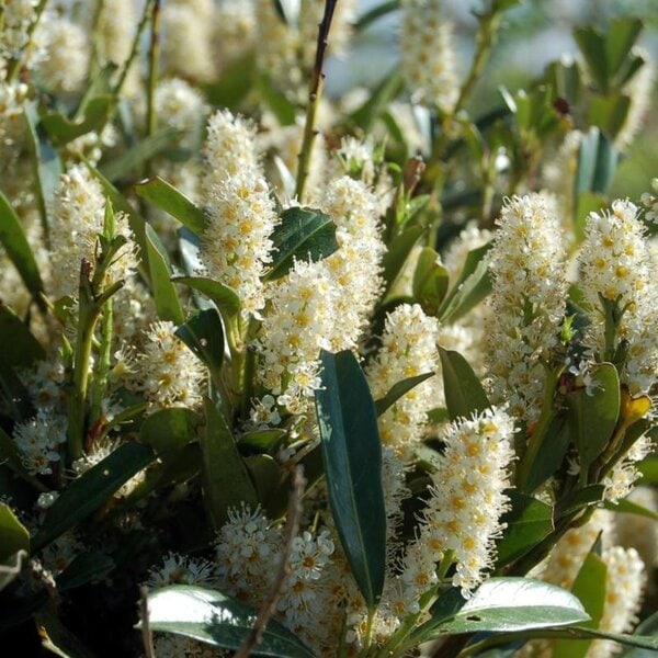 Laurel Cherry Spreading 'Otto Luyken'