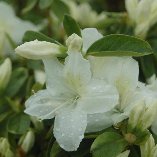 Azalea 'Delaware Valley White'