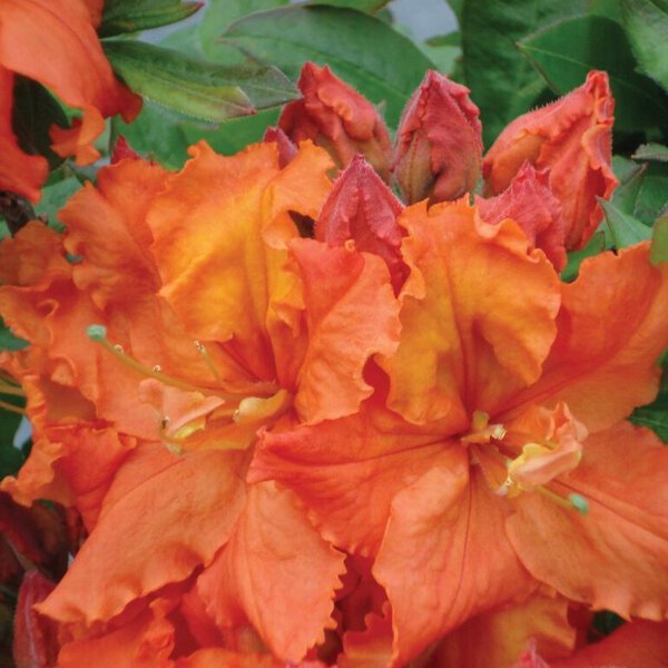 Azalea Exbury 'Gibraltar'