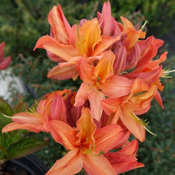 Azalea Exbury 'Mt. St. Helens'