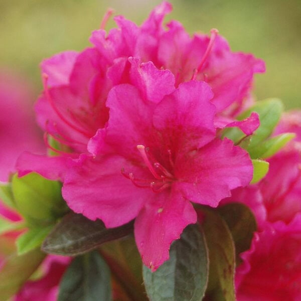Azalea 'Girard's Fuchsia'
