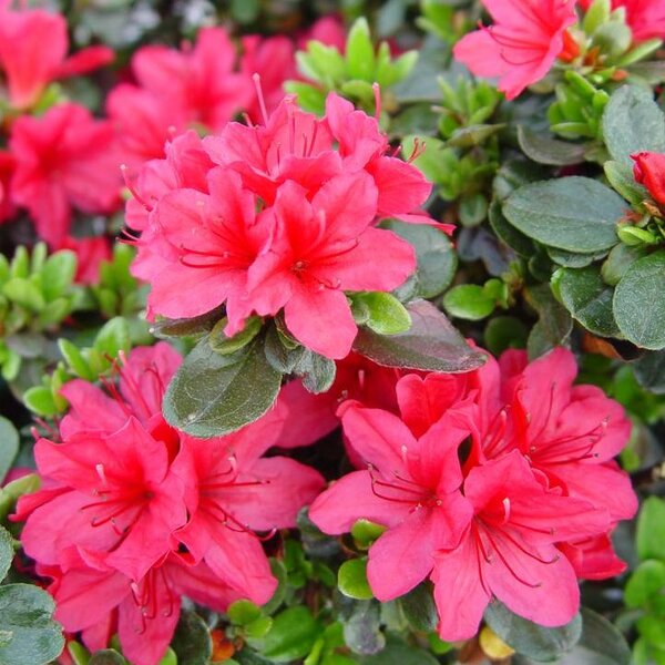 Azalea 'Girard's Rose'