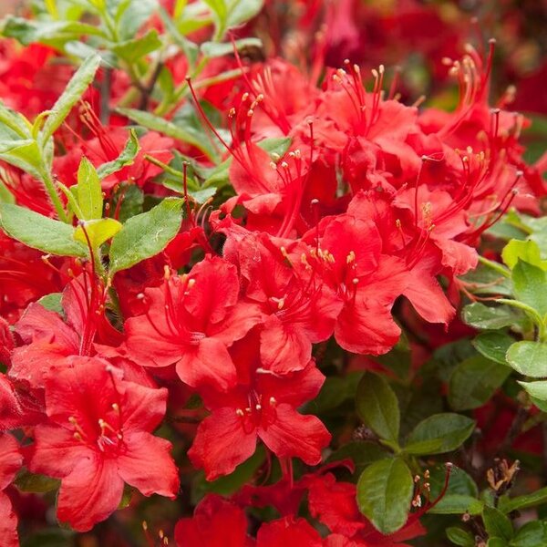 Azalea 'Hino Crimson'