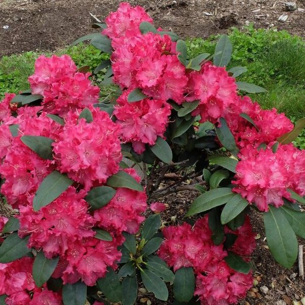 Rhododendron (small leaf) 'Landmark'