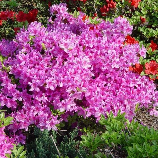 Azalea 'Poukhanense Compacta'
