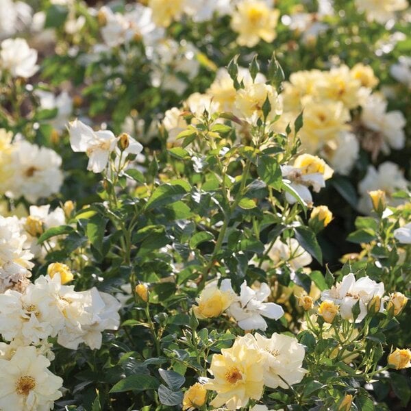 Rose Drift® Lemon