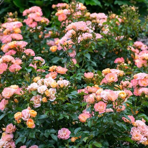 Rose Drift® Peach