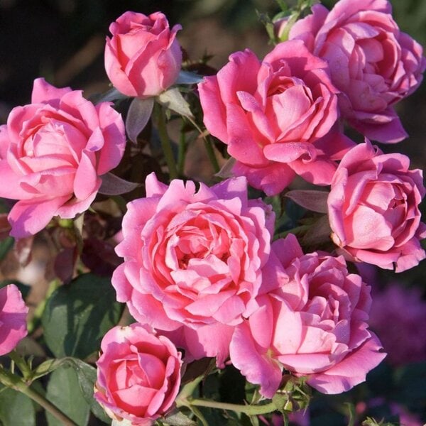 Rose Knock Out® Double Pink