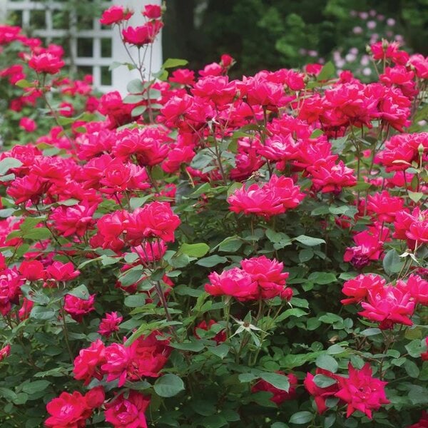 Rose Knock Out® Double Red
