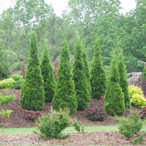 Arborvitae 'North Pole'® Proven Winner™