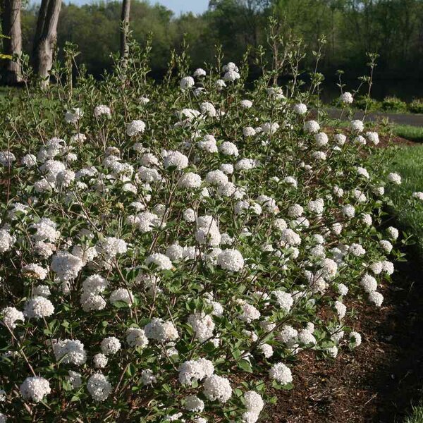 Viburnum 'Spice Baby'™ Proven Winner™