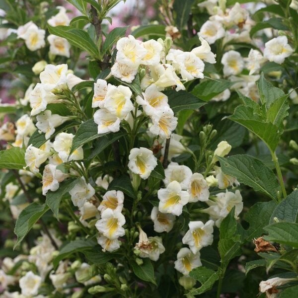 Weigela Czechmark Sunny Side Up® Proven Winner™