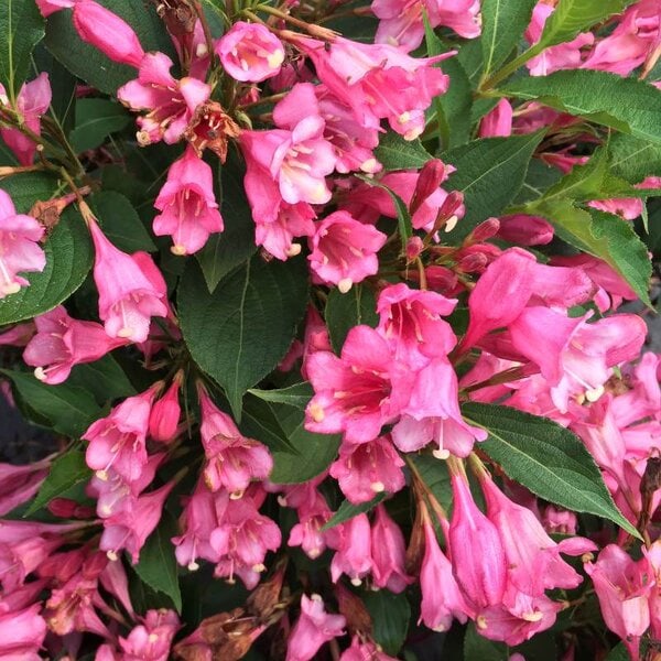 Weigela Czechmark Twopink® Proven Winner™