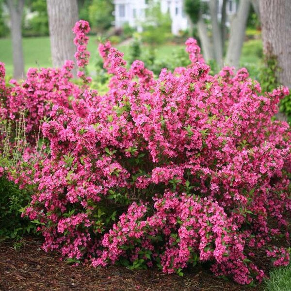 Weigela Sonic Bloom® Pink Proven Winner™