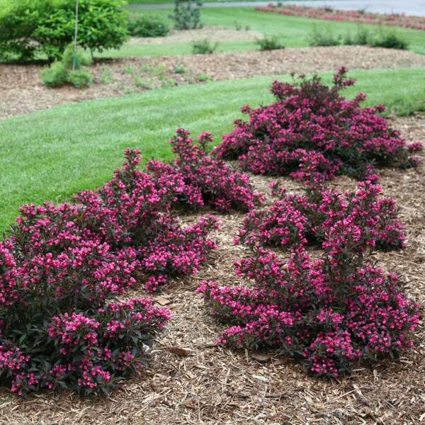Weigela 'Spilled Wine'™ Proven Winner™
