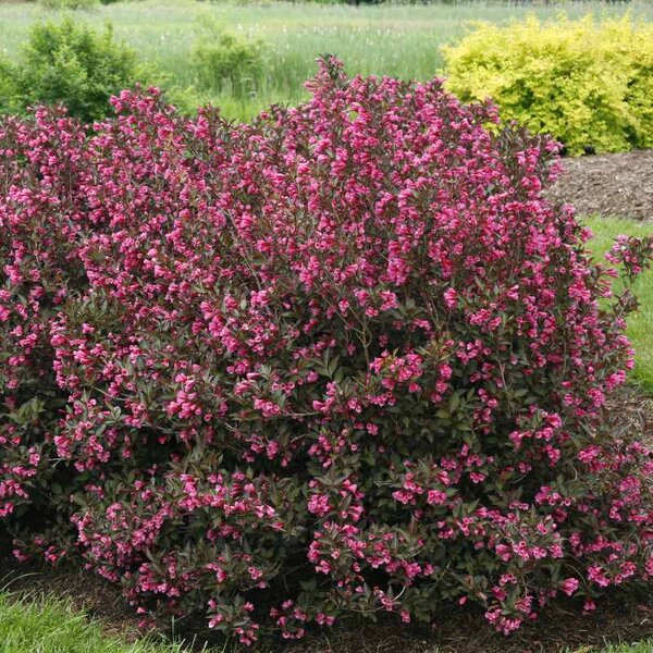 Weigela 'Wine And Roses' Proven Winner™