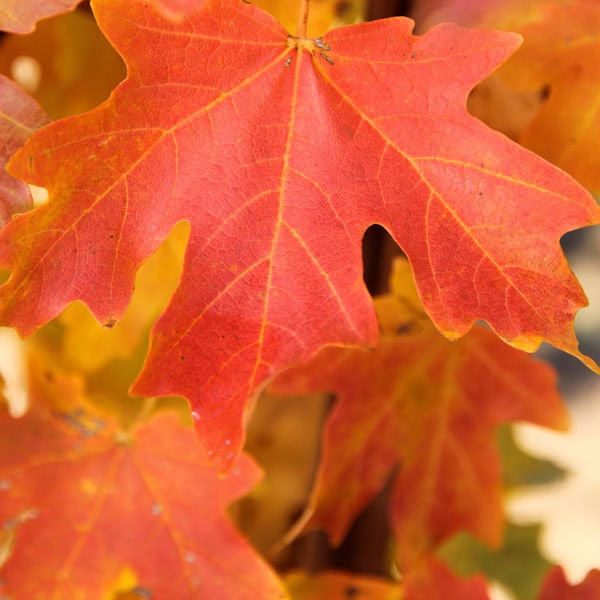 Maple Dwarf Sugar 'Rocky Mountain Glow'®