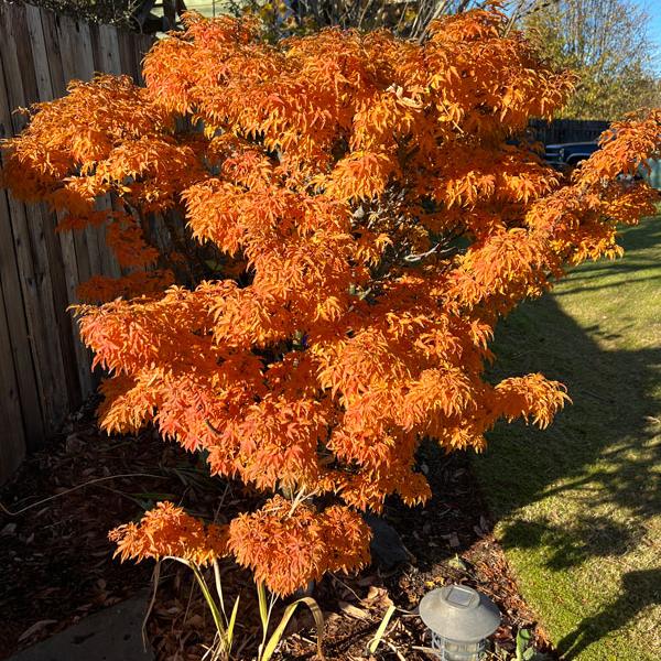 Maple Upright Japanese 'Shishigashira'