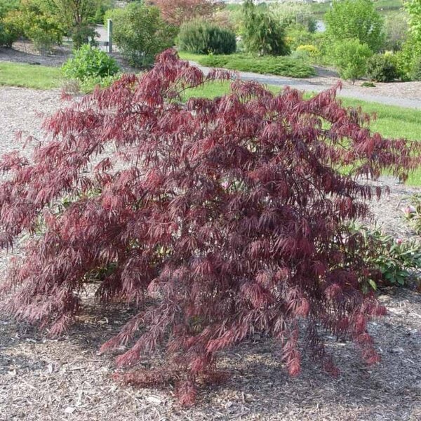 Maple Weeping Japanese 'Inaba Shidare'