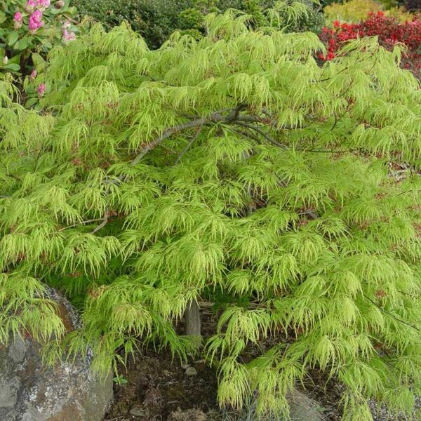 Maple Weeping Japanese 'Viridis'