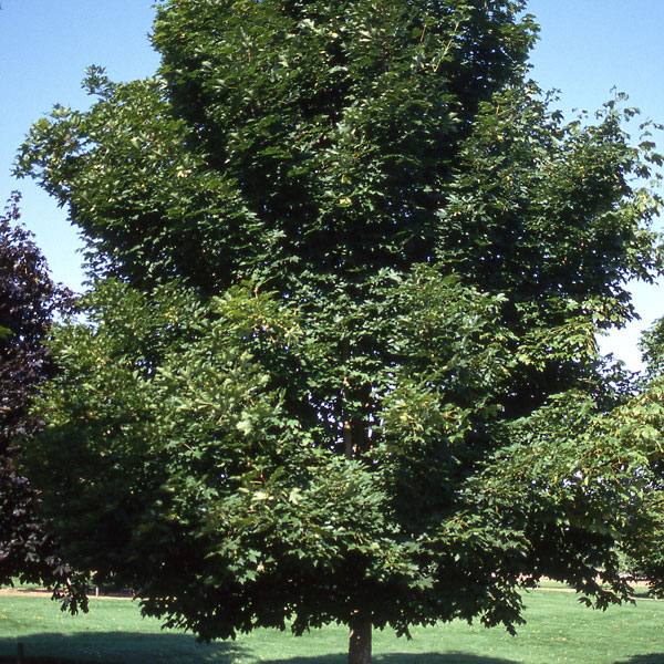 Maple Norway 'Emerald Queen™'