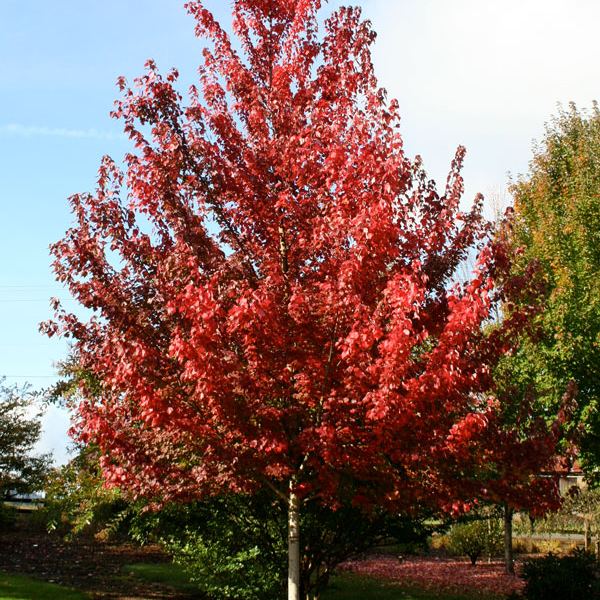 Maple Red 'Brandywine'