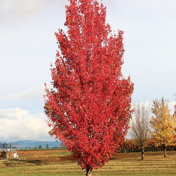 Maple 'Red Sentinel'™