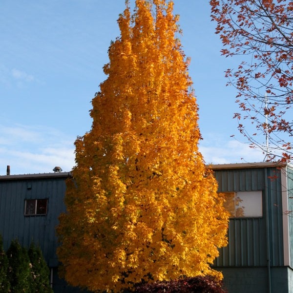Maple Sugar 'Apollo'®