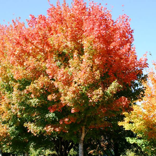 Maple Sugar 'Commemoration'®