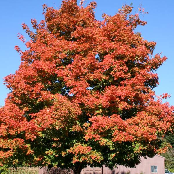Maple Sugar 'Green Mountain'®
