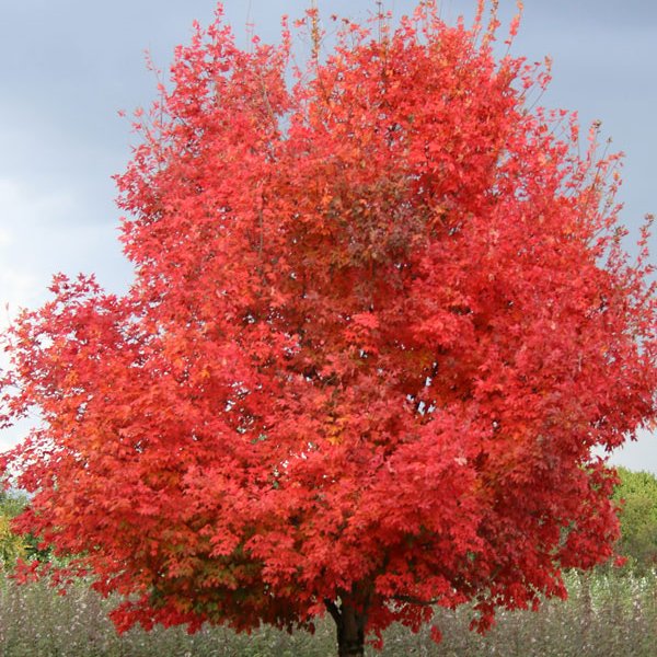 Maple Sugar 'Flashfire'®