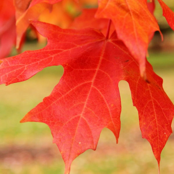 Maple Sugar 'Legacy'®