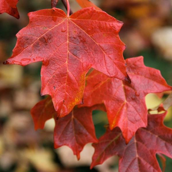 Maple Sugar 'Crescendo'™