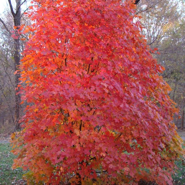 Maple Sugar 'Powder Keg'®