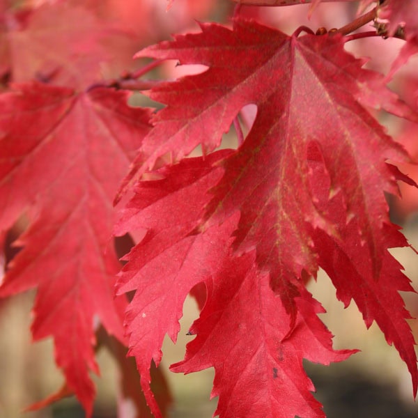 Maple Red 'Firefall'™