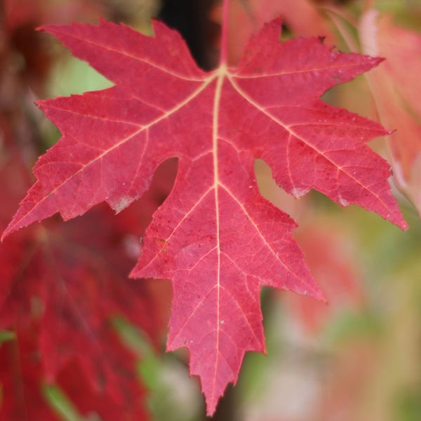 Maple Red 'Celebration®'