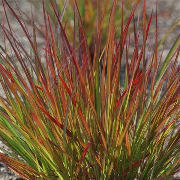 Grass Big Bluestem 'Dancing Wind'