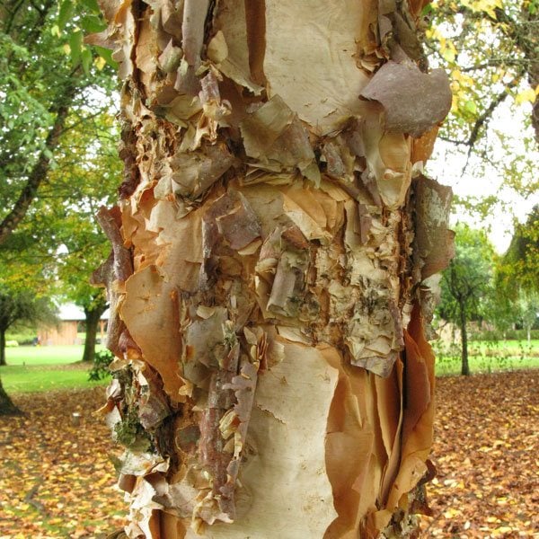 Birch River 'City Slicker'®