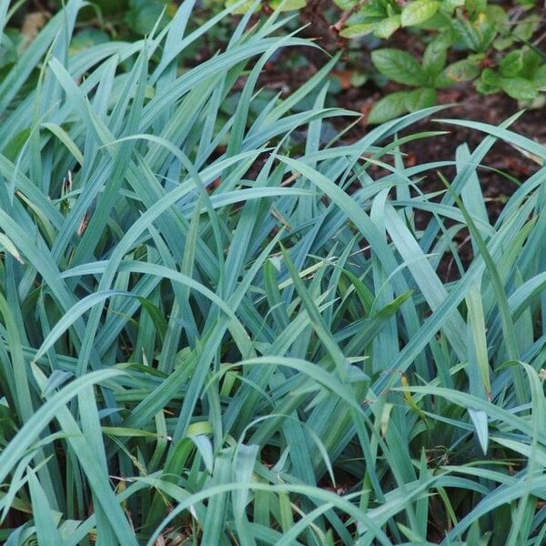 Grass Sedge 'Blue Zinger'