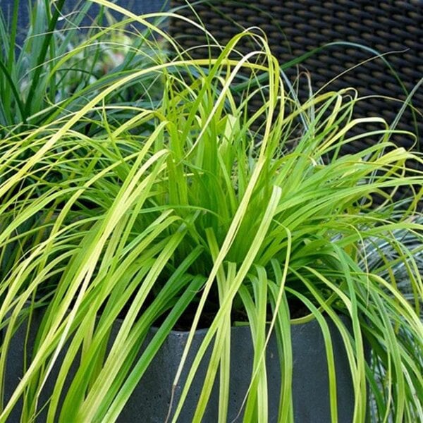 Grass Sedge EverColor® 'Everillo'