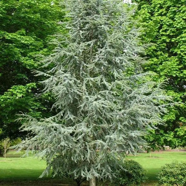 Blue Atlas Cedar