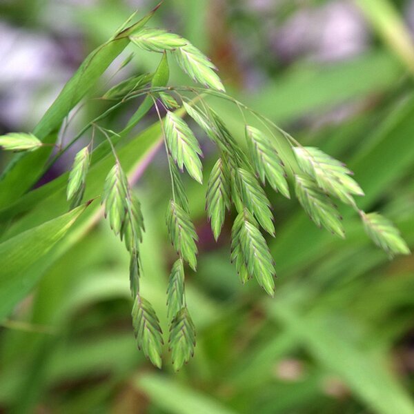 Grass Northern Sea Oats