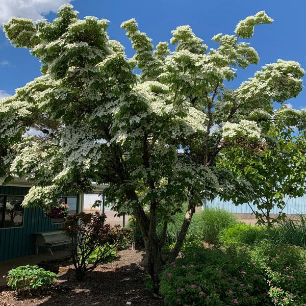 Dogwood Kousa 'Milky Way'