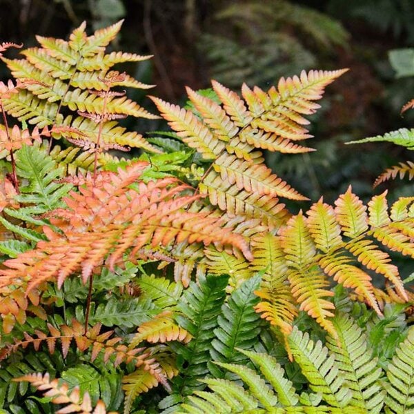 Fern Autumn Brilliance