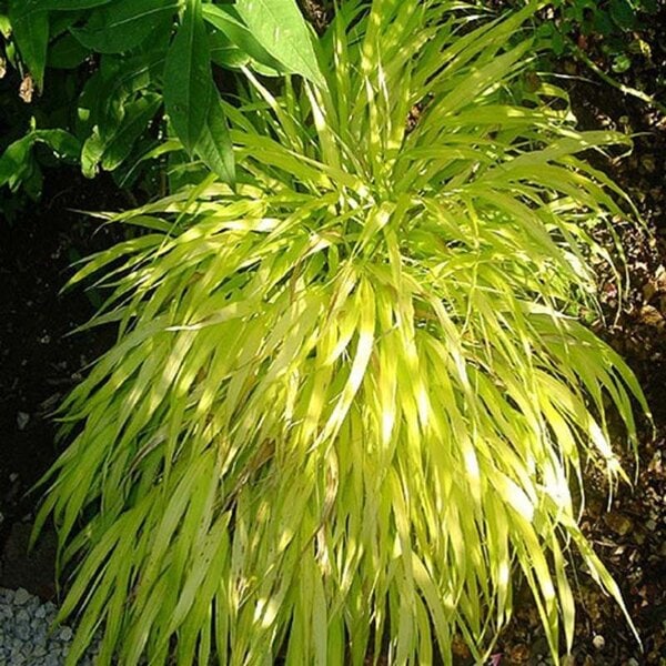 Grass Japanese Forest 'All Gold'