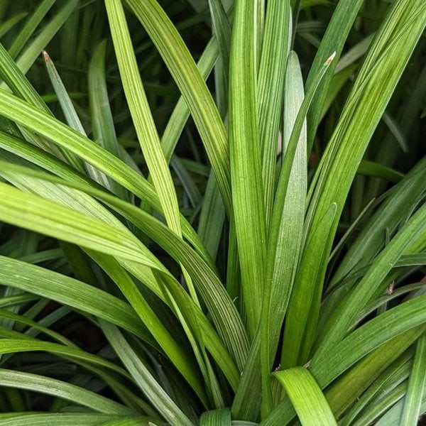 Grass Liriope 'Spicata' groundcover