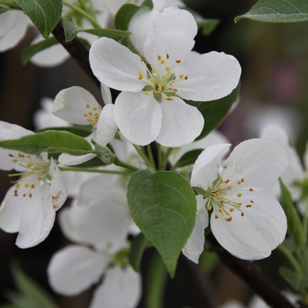 Crabapple 'Snowdrift'