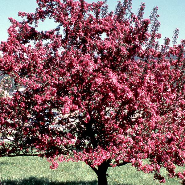 Crabapple 'Indian Magic'