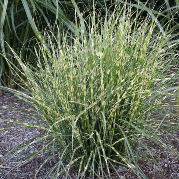 Grass Maiden 'Bandwidth'